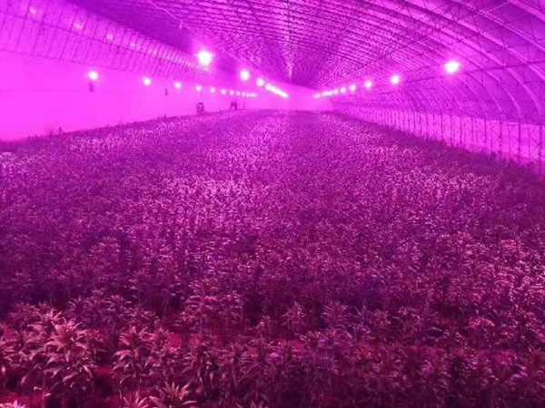 植物補(bǔ)光燈育苗燈